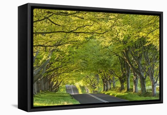 Ancient Beech Tree Avenue at Kingston Lacy, Badbury Rings, Dorset, England. Spring-Adam Burton-Framed Premier Image Canvas