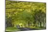 Ancient Beech Tree Avenue at Kingston Lacy, Badbury Rings, Dorset, England. Spring-Adam Burton-Mounted Photographic Print