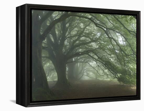 Ancient Beech Woodland-Adrian Bicker-Framed Premier Image Canvas