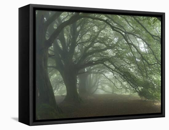 Ancient Beech Woodland-Adrian Bicker-Framed Premier Image Canvas