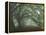 Ancient Beech Woodland-Adrian Bicker-Framed Premier Image Canvas