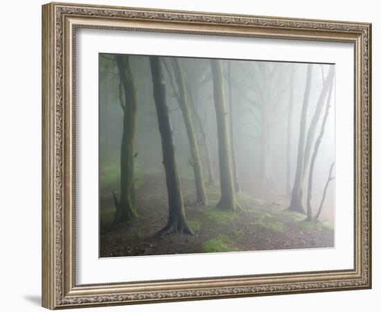 Ancient Beech Woodland-Adrian Bicker-Framed Photographic Print