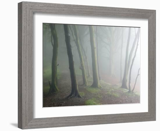 Ancient Beech Woodland-Adrian Bicker-Framed Photographic Print