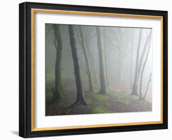 Ancient Beech Woodland-Adrian Bicker-Framed Photographic Print