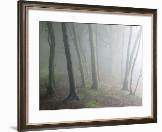 Ancient Beech Woodland-Adrian Bicker-Framed Photographic Print