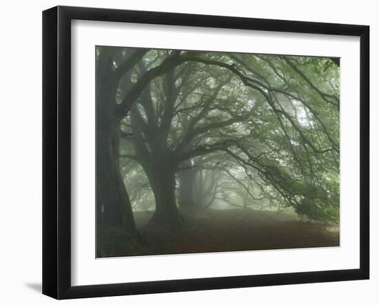 Ancient Beech Woodland-Adrian Bicker-Framed Photographic Print