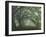 Ancient Beech Woodland-Adrian Bicker-Framed Photographic Print