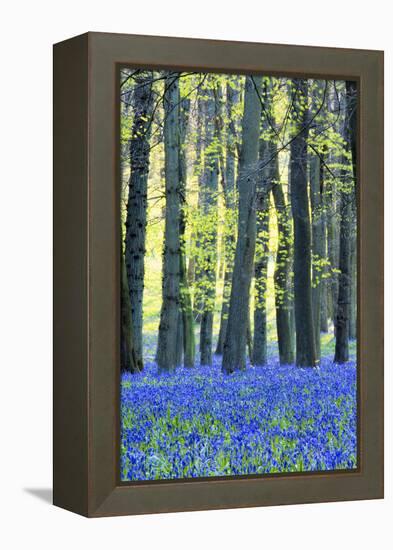 Ancient Bluebell Woodland in Spring-Alex Robinson-Framed Premier Image Canvas