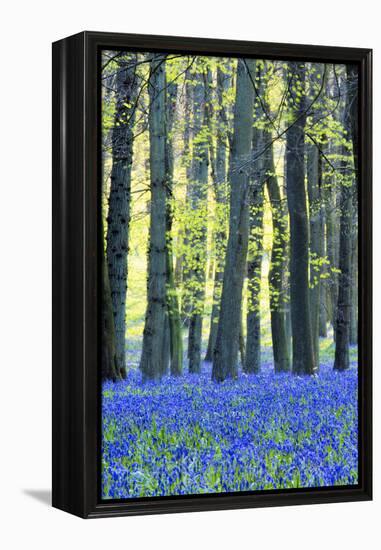 Ancient Bluebell Woodland in Spring-Alex Robinson-Framed Premier Image Canvas