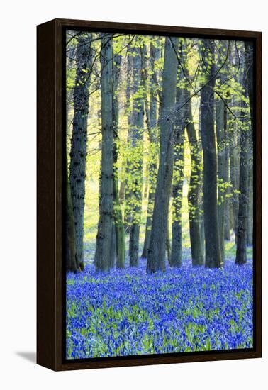 Ancient Bluebell Woodland in Spring-Alex Robinson-Framed Premier Image Canvas