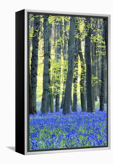 Ancient Bluebell Woodland in Spring-Alex Robinson-Framed Premier Image Canvas