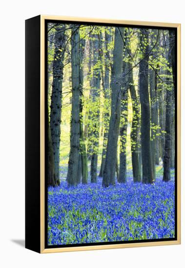 Ancient Bluebell Woodland in Spring-Alex Robinson-Framed Premier Image Canvas