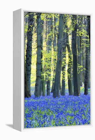 Ancient Bluebell Woodland in Spring-Alex Robinson-Framed Premier Image Canvas