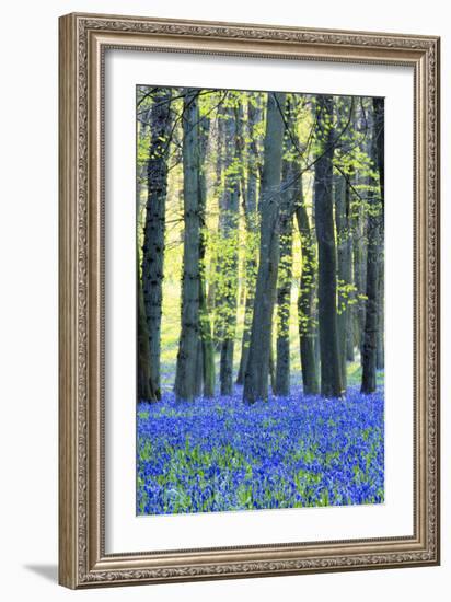 Ancient Bluebell Woodland in Spring-Alex Robinson-Framed Premium Photographic Print