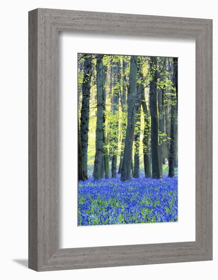 Ancient Bluebell Woodland in Spring-Alex Robinson-Framed Photographic Print