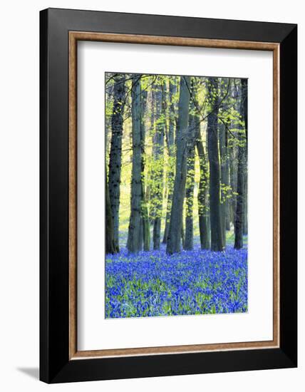 Ancient Bluebell Woodland in Spring-Alex Robinson-Framed Photographic Print