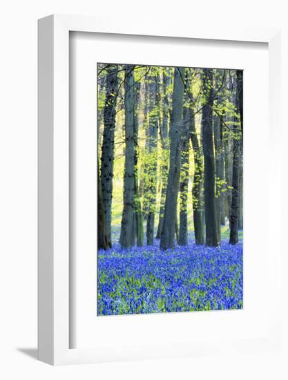 Ancient Bluebell Woodland in Spring-Alex Robinson-Framed Photographic Print