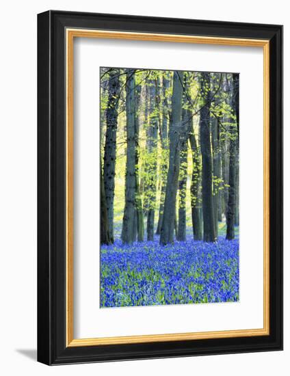 Ancient Bluebell Woodland in Spring-Alex Robinson-Framed Photographic Print