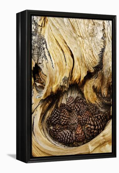 Ancient Bristlecone pine cones caught in cavity in trunk of tree, White Mountains, California. Grea-Adam Jones-Framed Premier Image Canvas