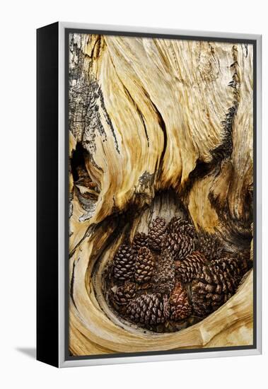 Ancient Bristlecone pine cones caught in cavity in trunk of tree, White Mountains, California. Grea-Adam Jones-Framed Premier Image Canvas