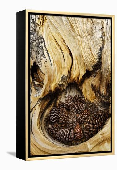 Ancient Bristlecone pine cones caught in cavity in trunk of tree, White Mountains, California. Grea-Adam Jones-Framed Premier Image Canvas