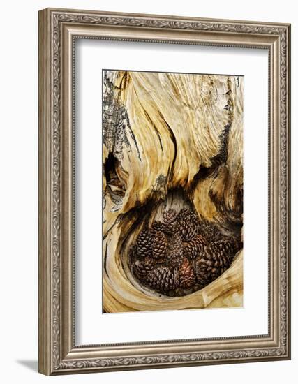 Ancient Bristlecone pine cones caught in cavity in trunk of tree, White Mountains, California. Grea-Adam Jones-Framed Photographic Print