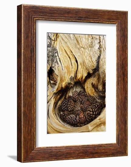 Ancient Bristlecone pine cones caught in cavity in trunk of tree, White Mountains, California. Grea-Adam Jones-Framed Photographic Print