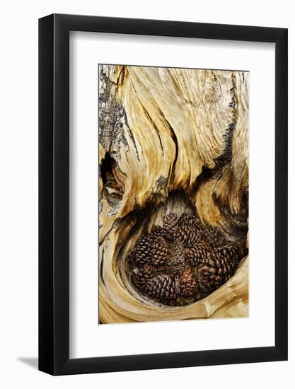 Ancient Bristlecone pine cones caught in cavity in trunk of tree, White Mountains, California. Grea-Adam Jones-Framed Photographic Print