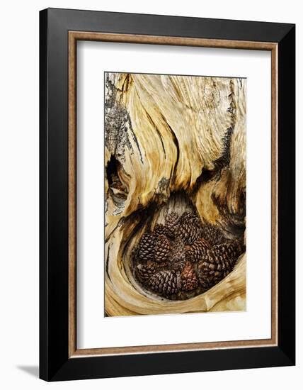 Ancient Bristlecone pine cones caught in cavity in trunk of tree, White Mountains, California. Grea-Adam Jones-Framed Photographic Print