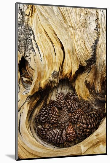Ancient Bristlecone pine cones caught in cavity in trunk of tree, White Mountains, California. Grea-Adam Jones-Mounted Photographic Print