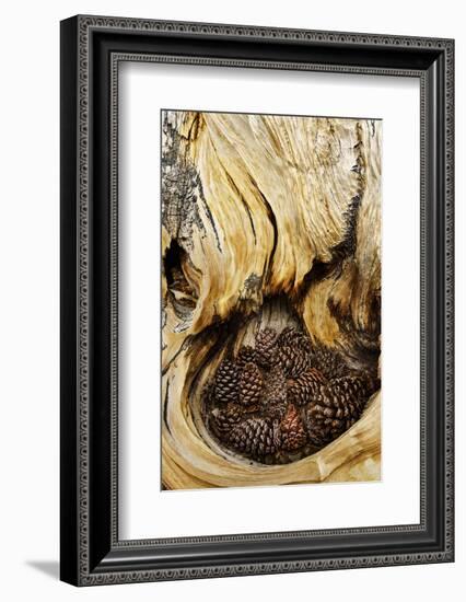 Ancient Bristlecone pine cones caught in cavity in trunk of tree, White Mountains, California. Grea-Adam Jones-Framed Photographic Print