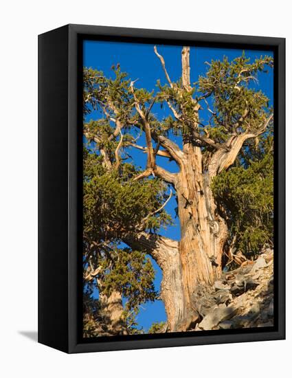 Ancient Bristlecone Pine Forest, Inyo National Forest, California, USA-Jamie & Judy Wild-Framed Premier Image Canvas