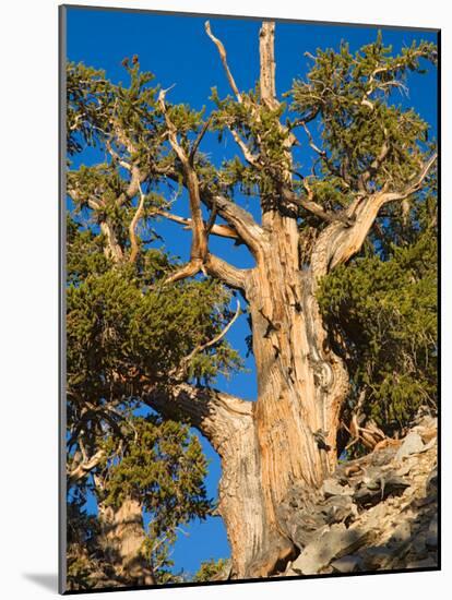 Ancient Bristlecone Pine Forest, Inyo National Forest, California, USA-Jamie & Judy Wild-Mounted Photographic Print