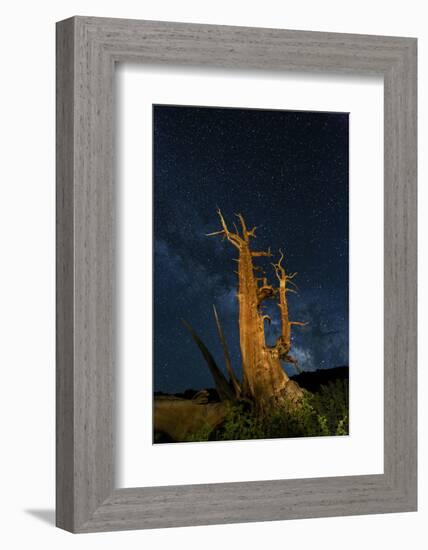 Ancient Bristlecone pine tree and stars of the Milky Way in the night sky, near Bishop, California.-Adam Jones-Framed Photographic Print