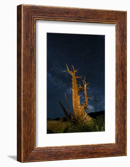 Ancient Bristlecone pine tree and stars of the Milky Way in the night sky, near Bishop, California.-Adam Jones-Framed Photographic Print