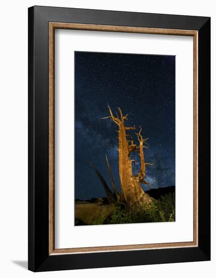Ancient Bristlecone pine tree and stars of the Milky Way in the night sky, near Bishop, California.-Adam Jones-Framed Photographic Print