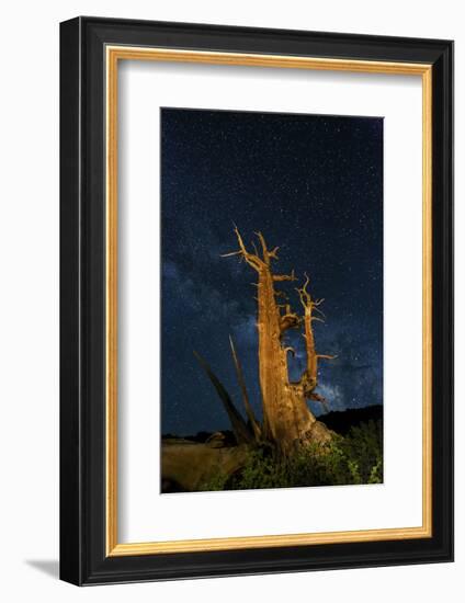 Ancient Bristlecone pine tree and stars of the Milky Way in the night sky, near Bishop, California.-Adam Jones-Framed Photographic Print