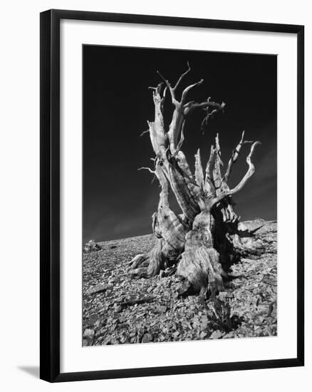 Ancient Bristlecone Pine Tree on Rocky Slope of White Mountains, Inyo Nat'l Forest, California, USA-Jerry Ginsberg-Framed Premium Photographic Print