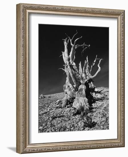 Ancient Bristlecone Pine Tree on Rocky Slope of White Mountains, Inyo Nat'l Forest, California, USA-Jerry Ginsberg-Framed Photographic Print