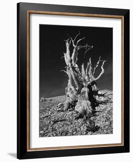 Ancient Bristlecone Pine Tree on Rocky Slope of White Mountains, Inyo Nat'l Forest, California, USA-Jerry Ginsberg-Framed Photographic Print