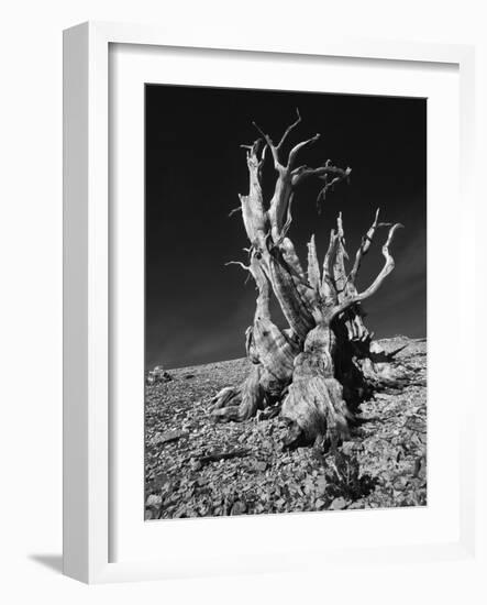Ancient Bristlecone Pine Tree on Rocky Slope of White Mountains, Inyo Nat'l Forest, California, USA-Jerry Ginsberg-Framed Photographic Print