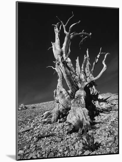 Ancient Bristlecone Pine Tree on Rocky Slope of White Mountains, Inyo Nat'l Forest, California, USA-Jerry Ginsberg-Mounted Photographic Print