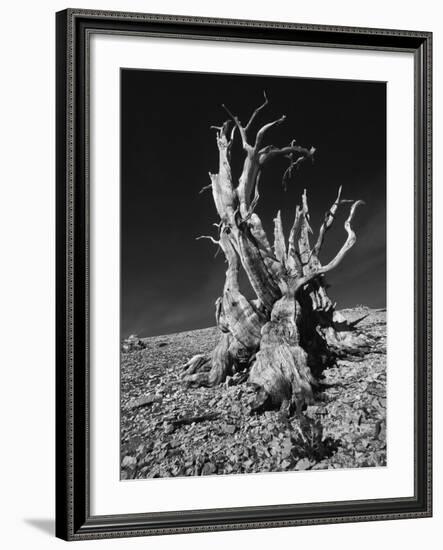 Ancient Bristlecone Pine Tree on Rocky Slope of White Mountains, Inyo Nat'l Forest, California, USA-Jerry Ginsberg-Framed Photographic Print