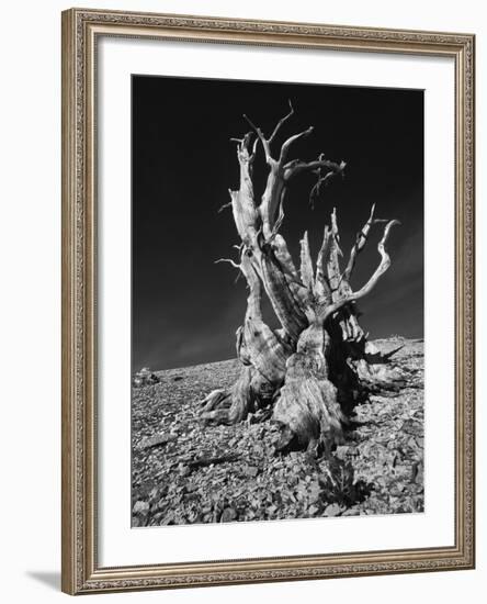 Ancient Bristlecone Pine Tree on Rocky Slope of White Mountains, Inyo Nat'l Forest, California, USA-Jerry Ginsberg-Framed Photographic Print