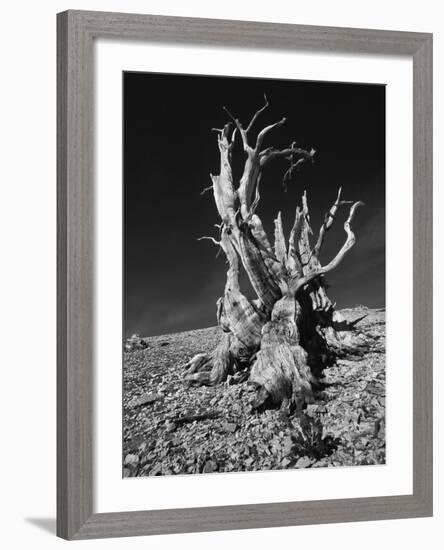 Ancient Bristlecone Pine Tree on Rocky Slope of White Mountains, Inyo Nat'l Forest, California, USA-Jerry Ginsberg-Framed Photographic Print