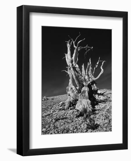 Ancient Bristlecone Pine Tree on Rocky Slope of White Mountains, Inyo Nat'l Forest, California, USA-Jerry Ginsberg-Framed Photographic Print