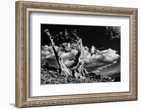 Ancient bristlecone pine trees, White Mountains, California. Minus longaeva, Great Basin National P-Adam Jones-Framed Photographic Print