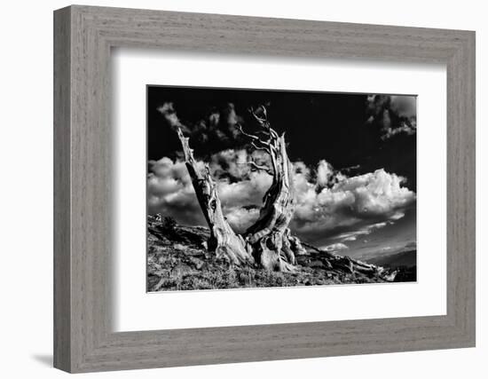 Ancient bristlecone pine trees, White Mountains, California. Minus longaeva, Great Basin National P-Adam Jones-Framed Photographic Print