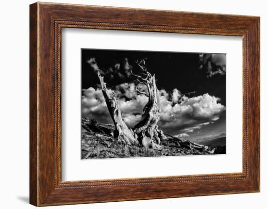 Ancient bristlecone pine trees, White Mountains, California. Minus longaeva, Great Basin National P-Adam Jones-Framed Photographic Print