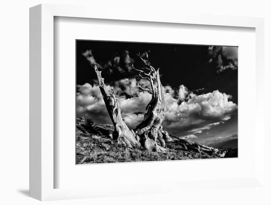 Ancient bristlecone pine trees, White Mountains, California. Minus longaeva, Great Basin National P-Adam Jones-Framed Photographic Print